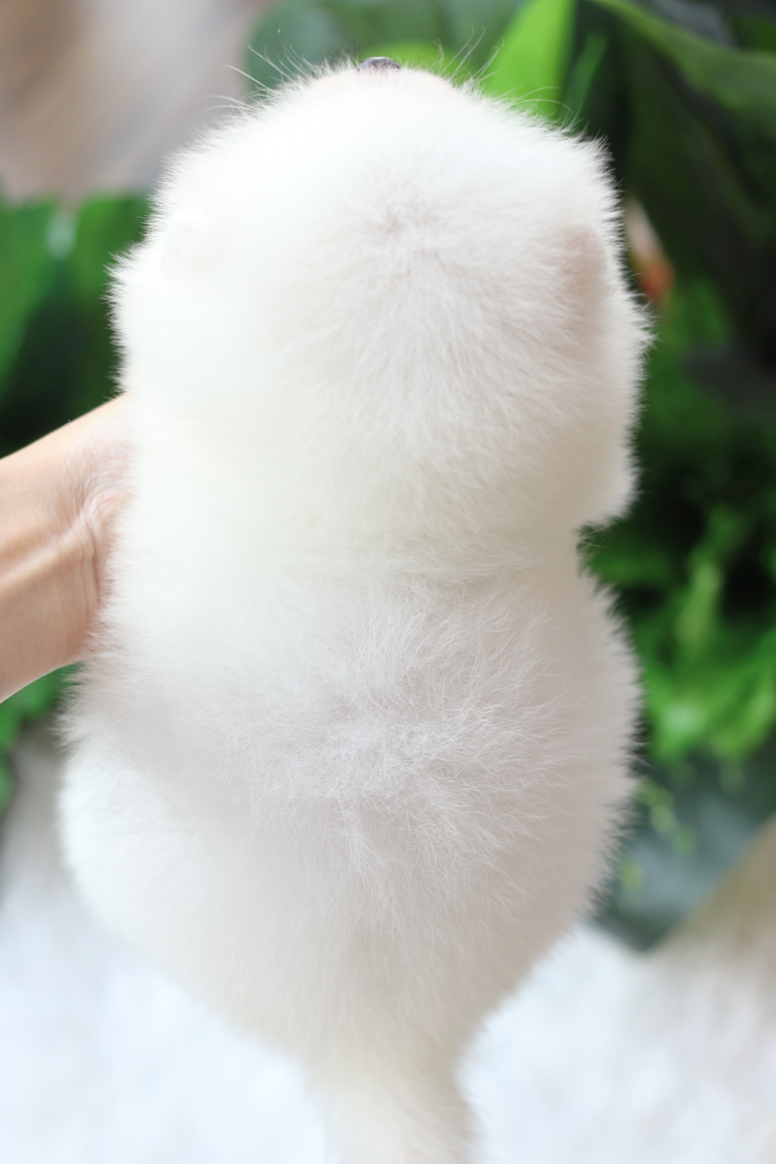 ปอมเมอเรเนียน เพศผู้ เกรดเลี้ยงเล่น