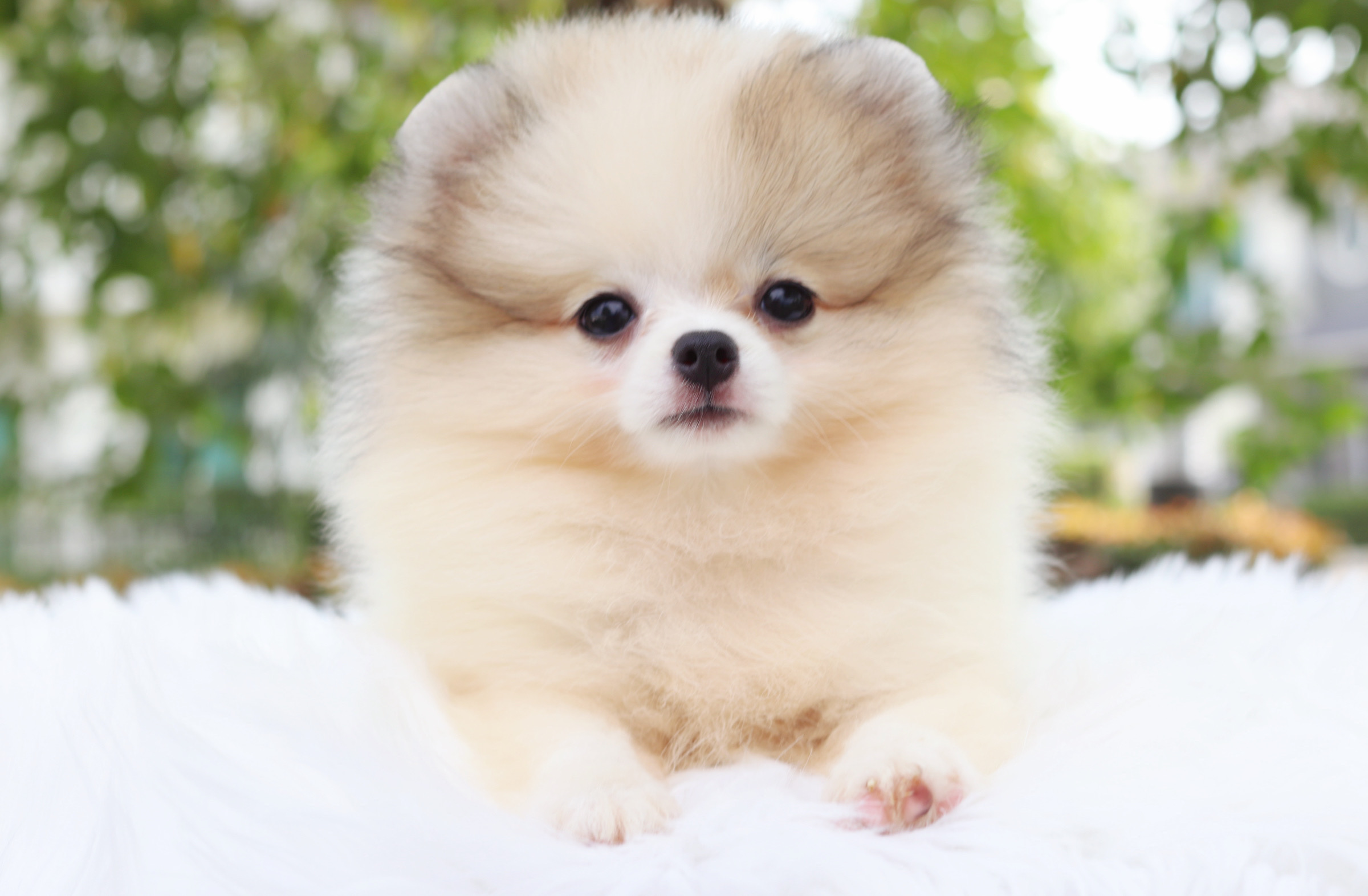 ปอมเมอเรเนียน เพศเมียแฟนซี