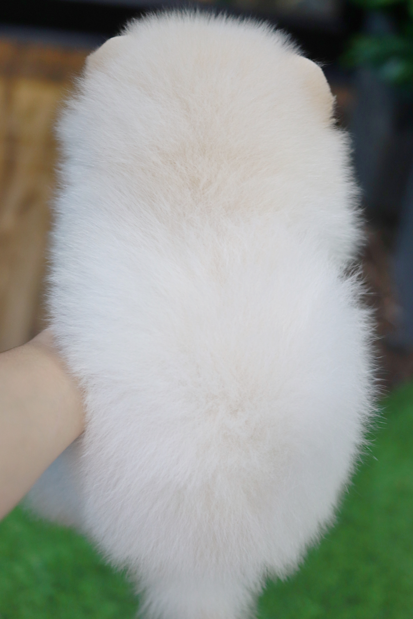 ปอมเมอเรเนียน เพศผู้สีขาวครีม