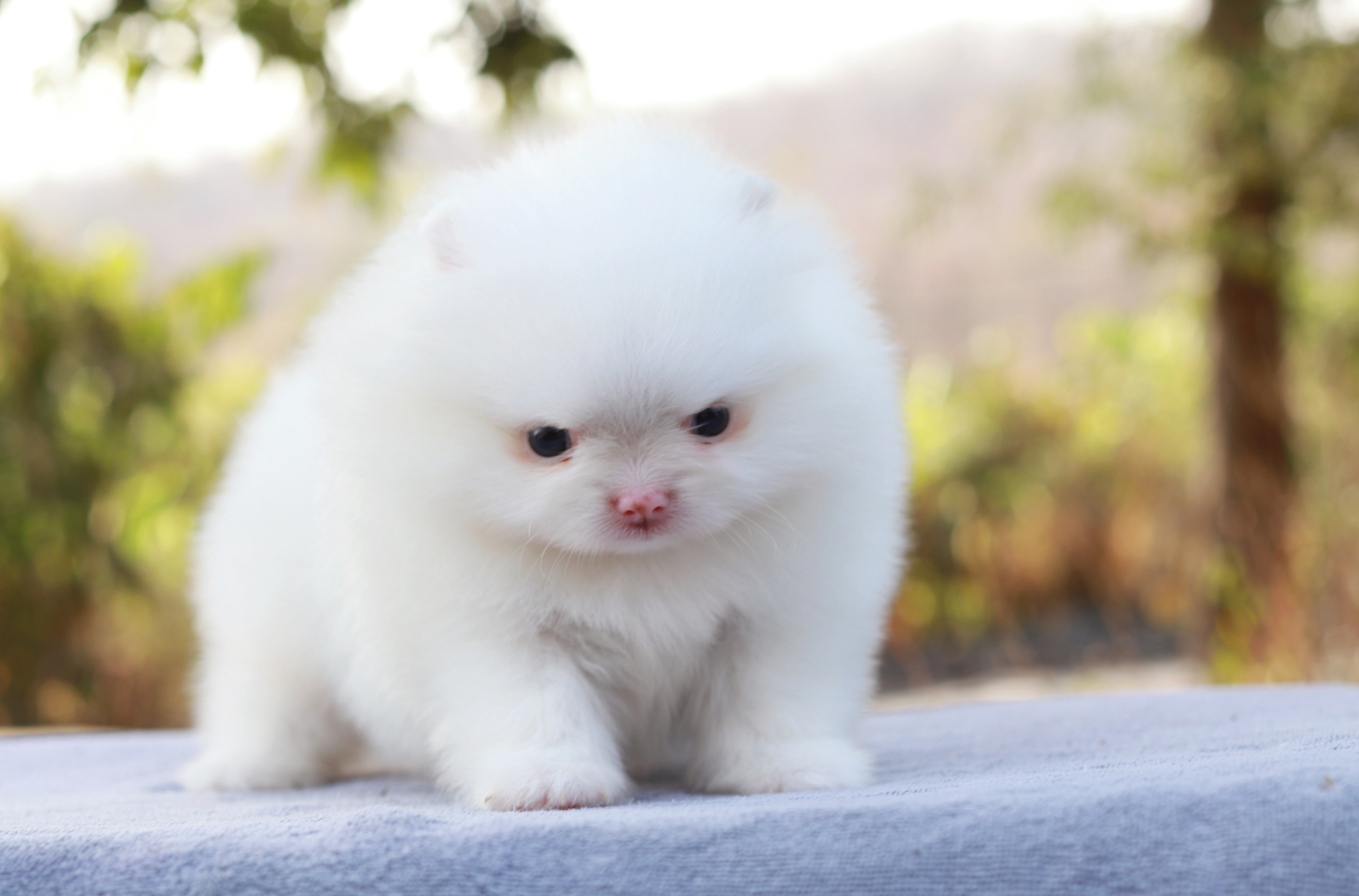 ปอมเมอเรเนียน เพศเมียสีขาวสำลี