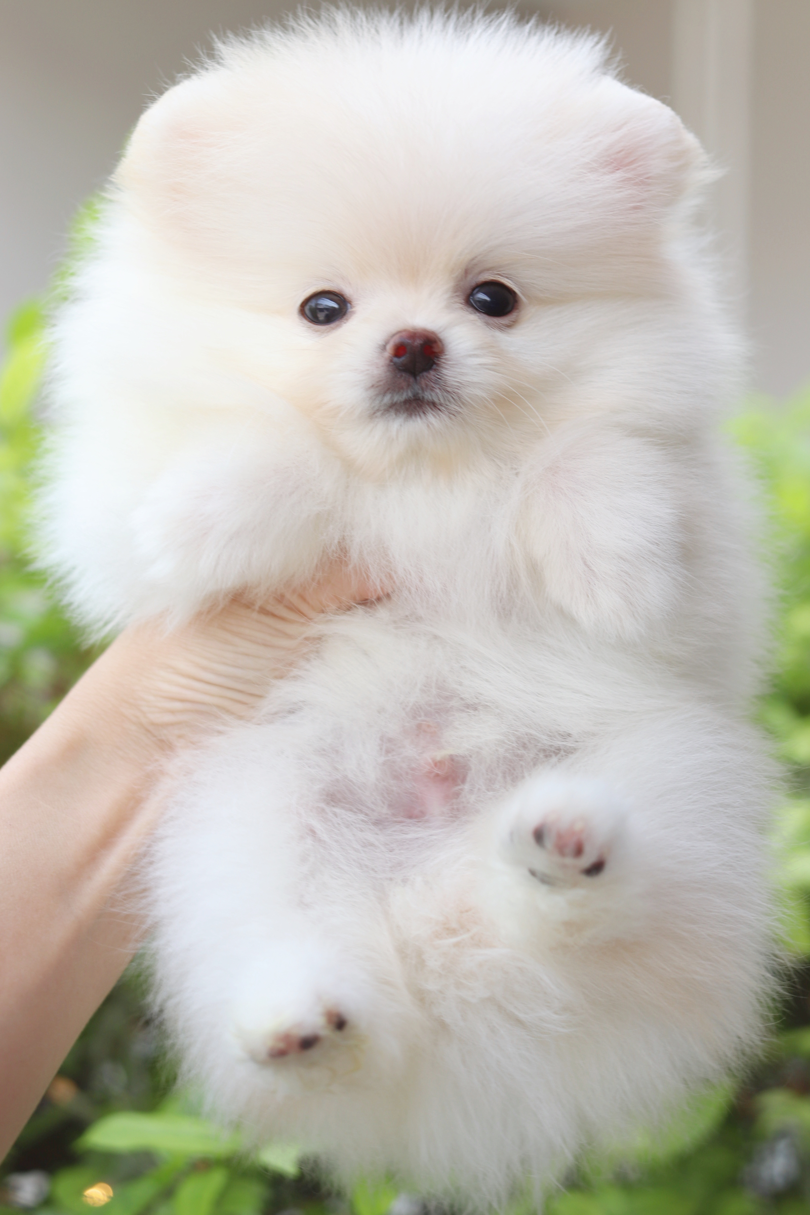 ปอมเมอเรเนียน เพศผู้สีขาวครีม