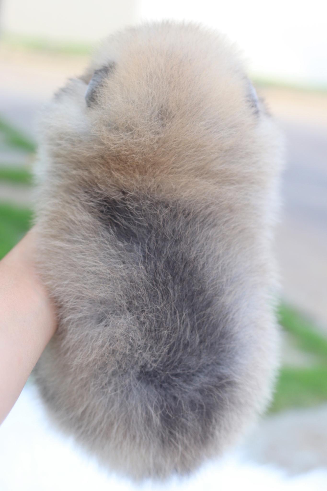 ปอมเมอเรเนียน เพศเมียสีส้ม