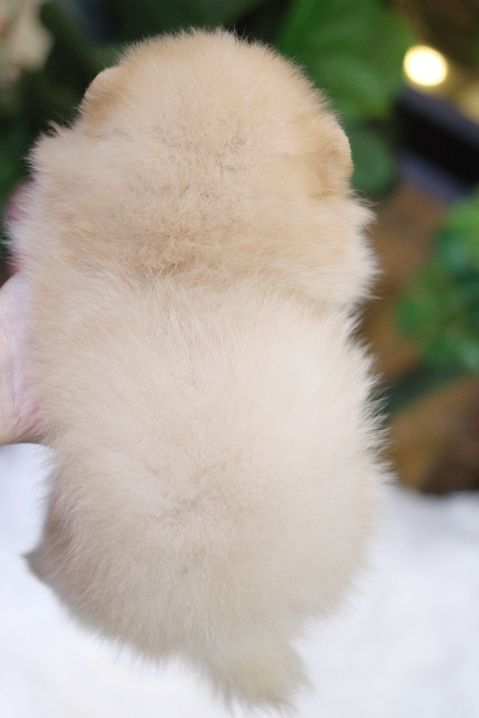 ปอมเมอเรเนียน เพศผู้ สีขาวครีม