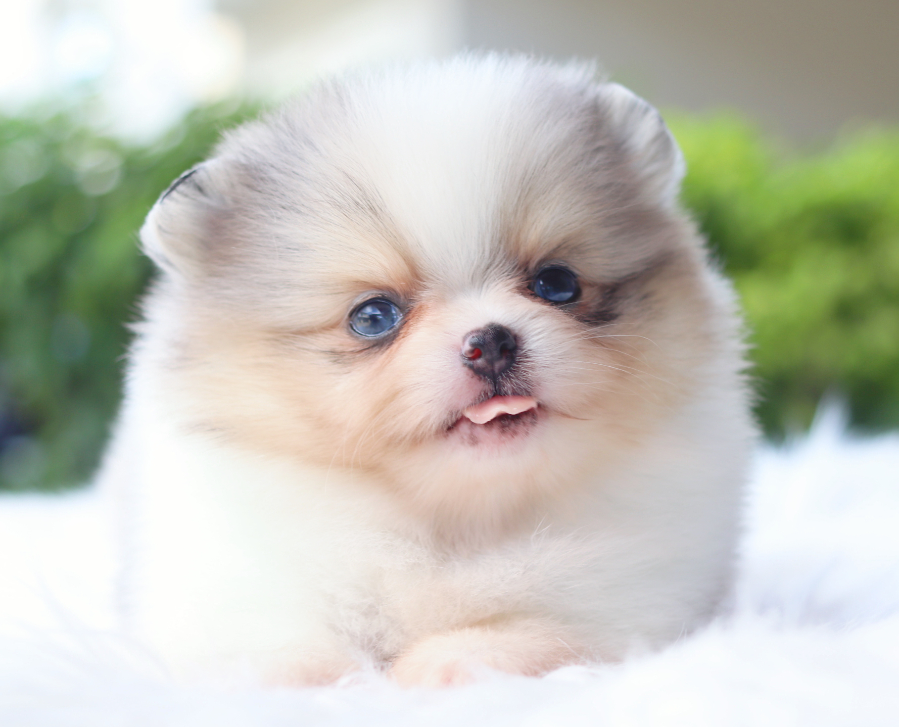 ปอมเมอเรเนียน เพศเมียสีแฟนซีเมอร์เร่