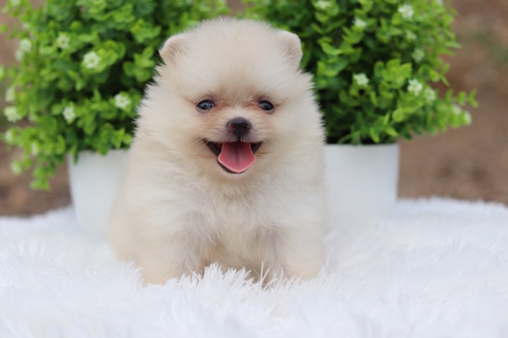 ปอมเมอเรเนียน เพศเมีย