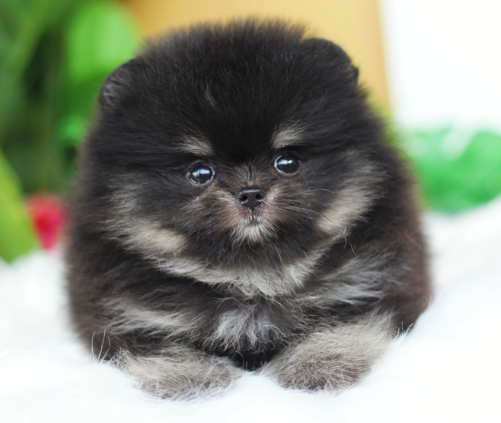 ปอมเมอเรเนียน เพศผู้ แบล็คแทน เกรดโชว์