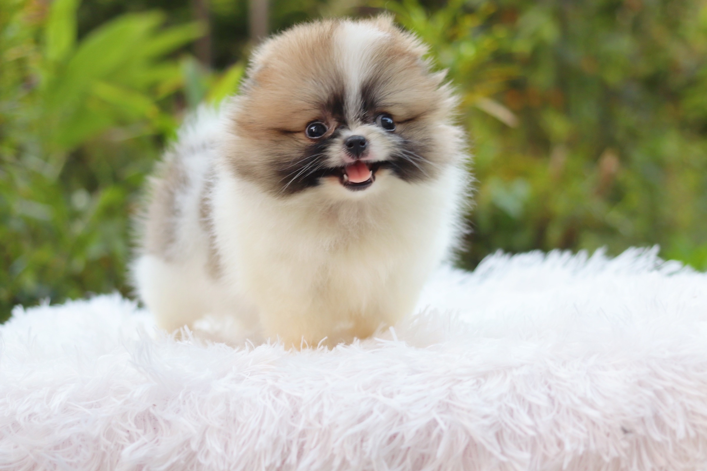 ปอมเมอเรเนียน เพศเมีย แฟนซี