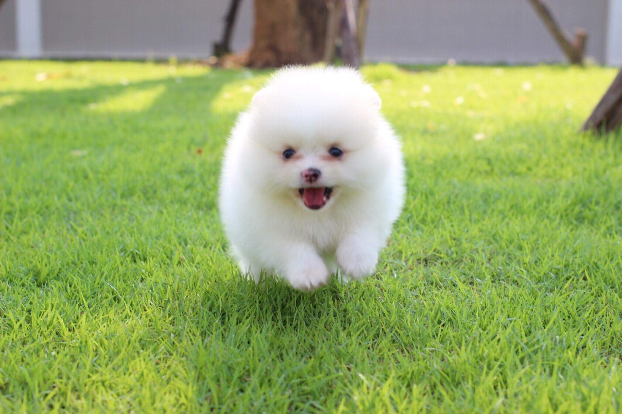 ปอมเมเรเนียน เพศผู้