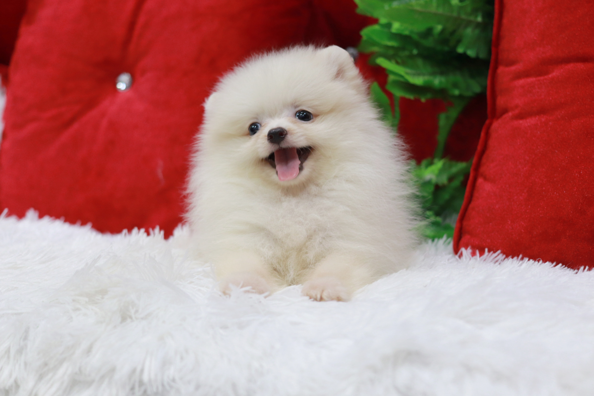 ปอมเมอเรเนียน เพศเมีย ขนแน่นๆ