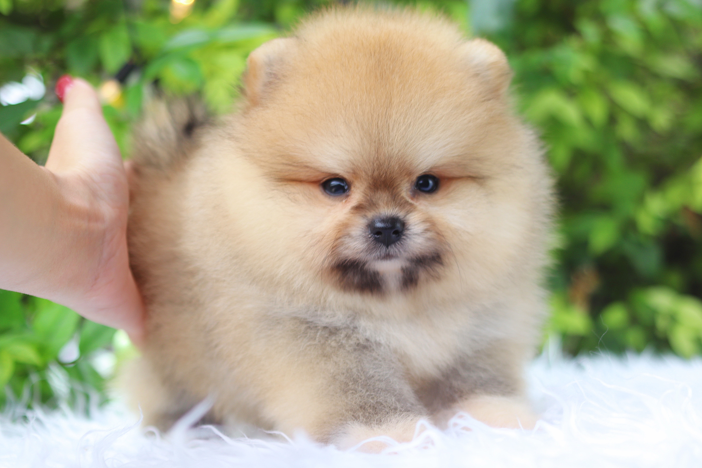 ปอมเมอเรเนียน เพศผู้สีส้ม เกรดโชว์