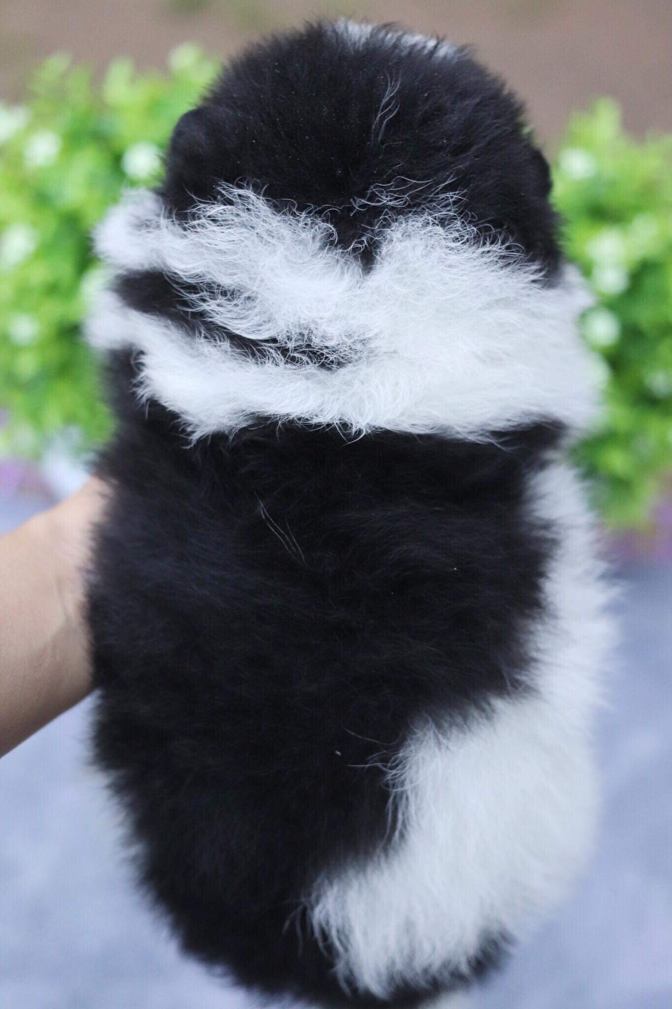 ปอมเมอเรเนียน เพศผู้