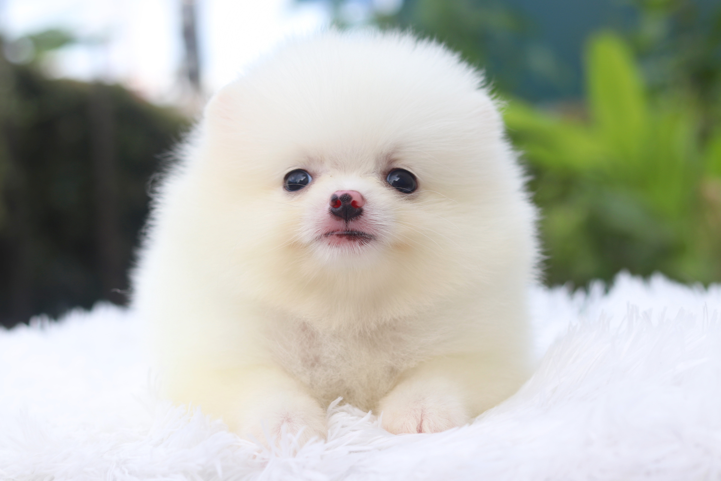 ปอมเมอเรเนียน เพศผู้ สีขาว