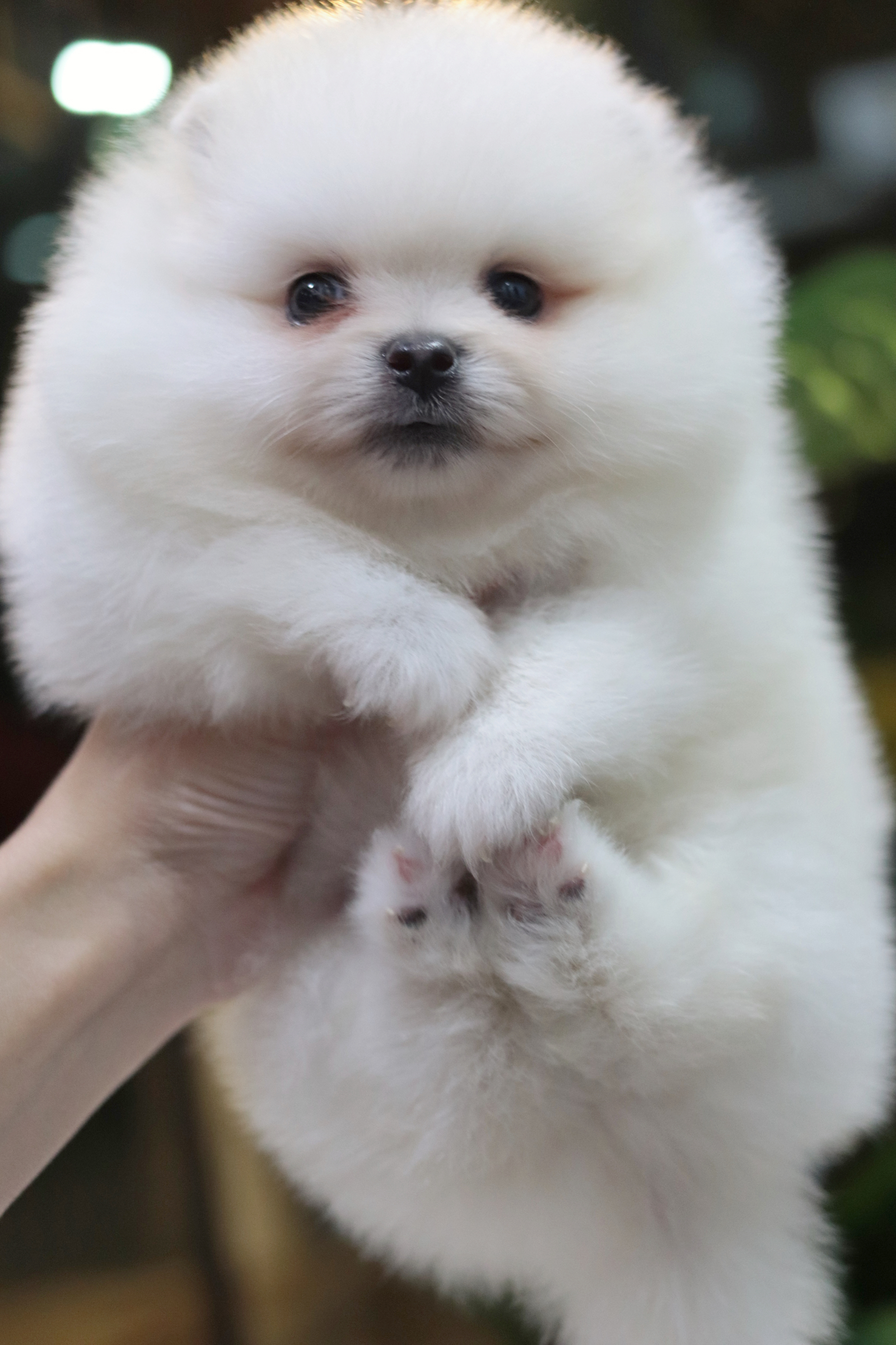 ปอมเมอเรเนียน เพศผู้ สีขาวครีม