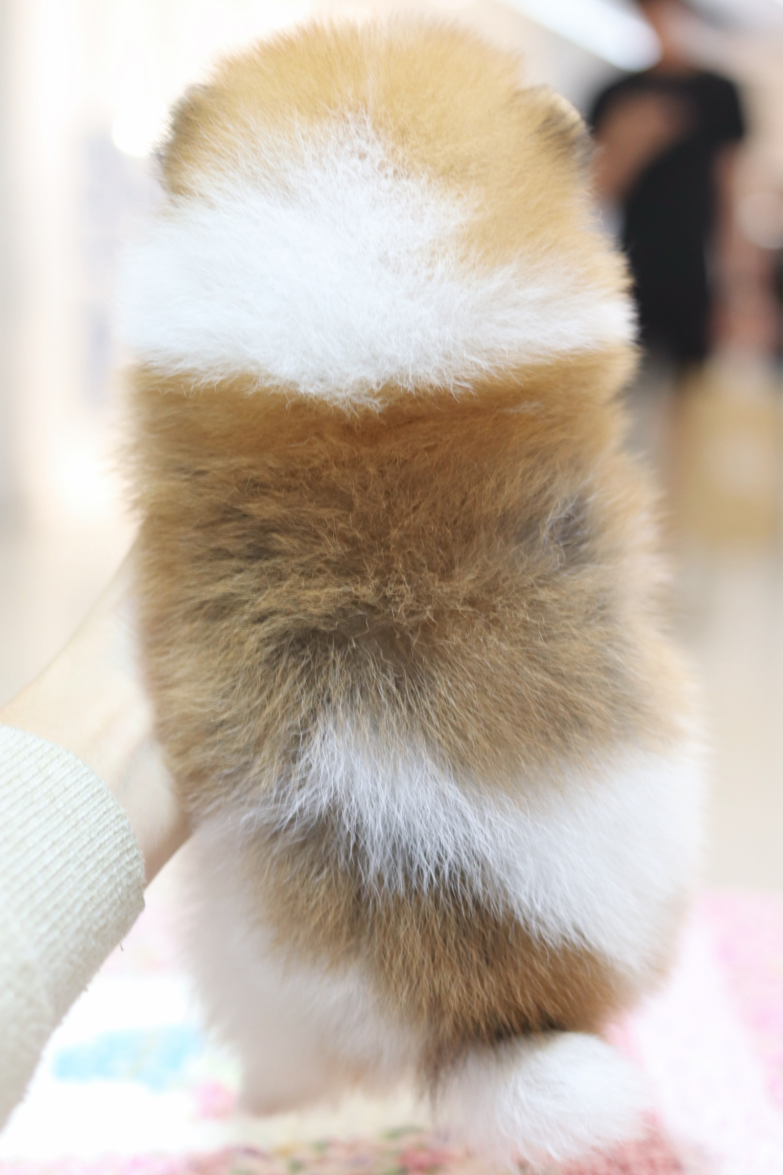 ปอมเมอเรเนียน เพศเมียสีแฟนซี