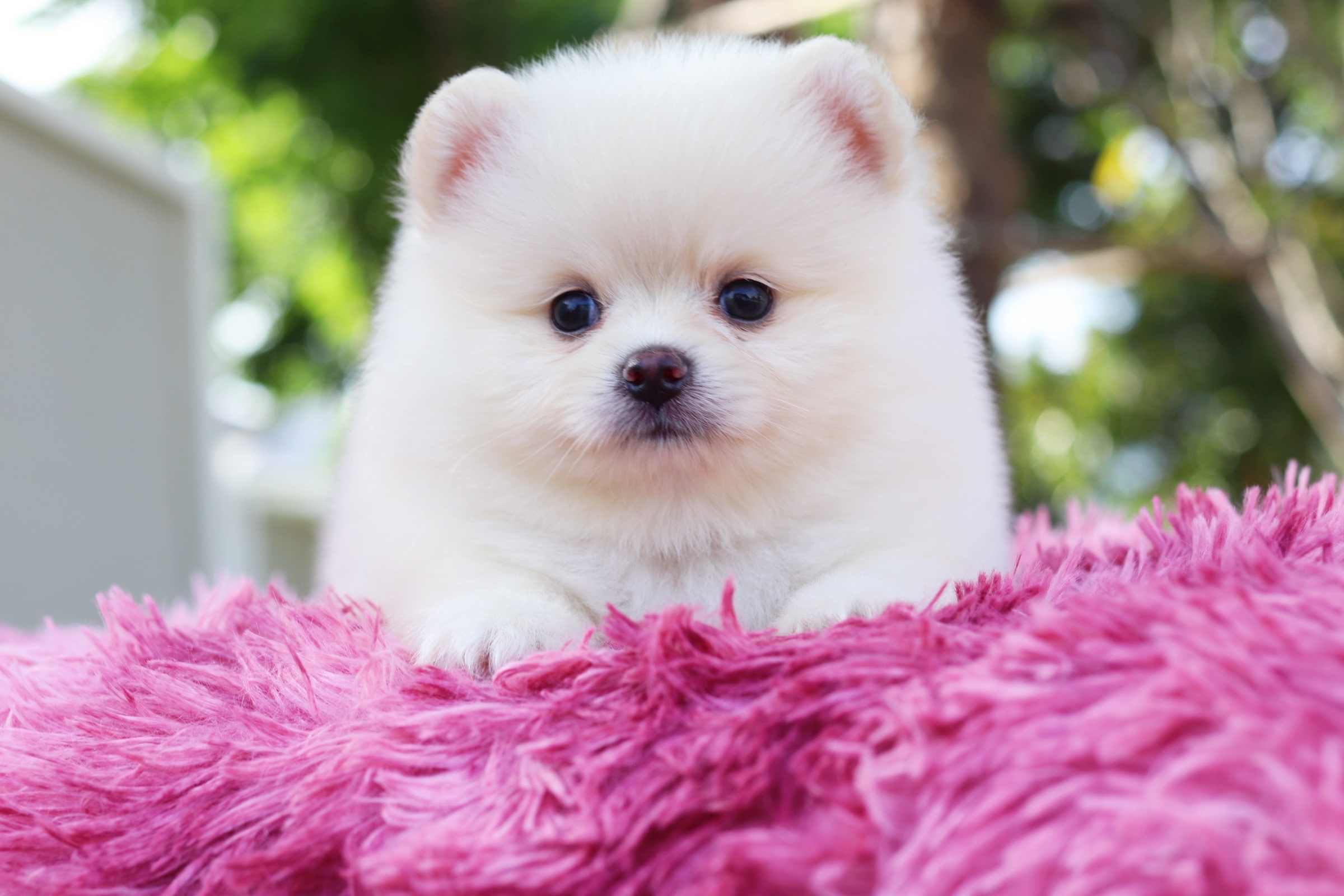 ปอมเมอเรเนียน เพศผู้สีขาวครีม