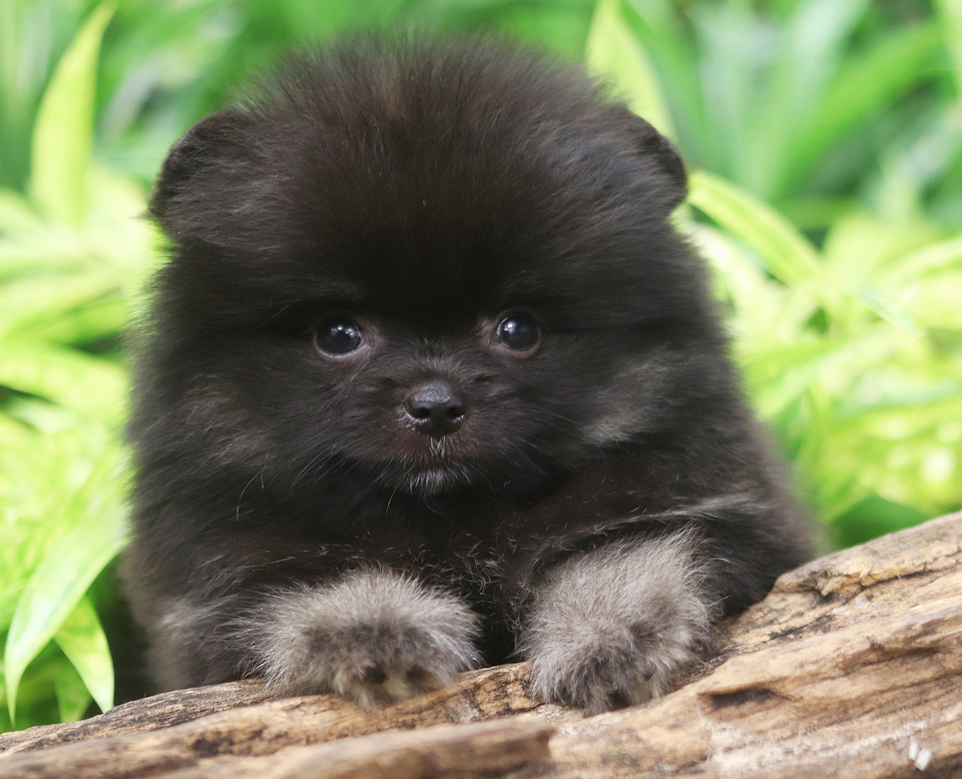 ปอมเมอเรเนียน เพศผูั สีดำ