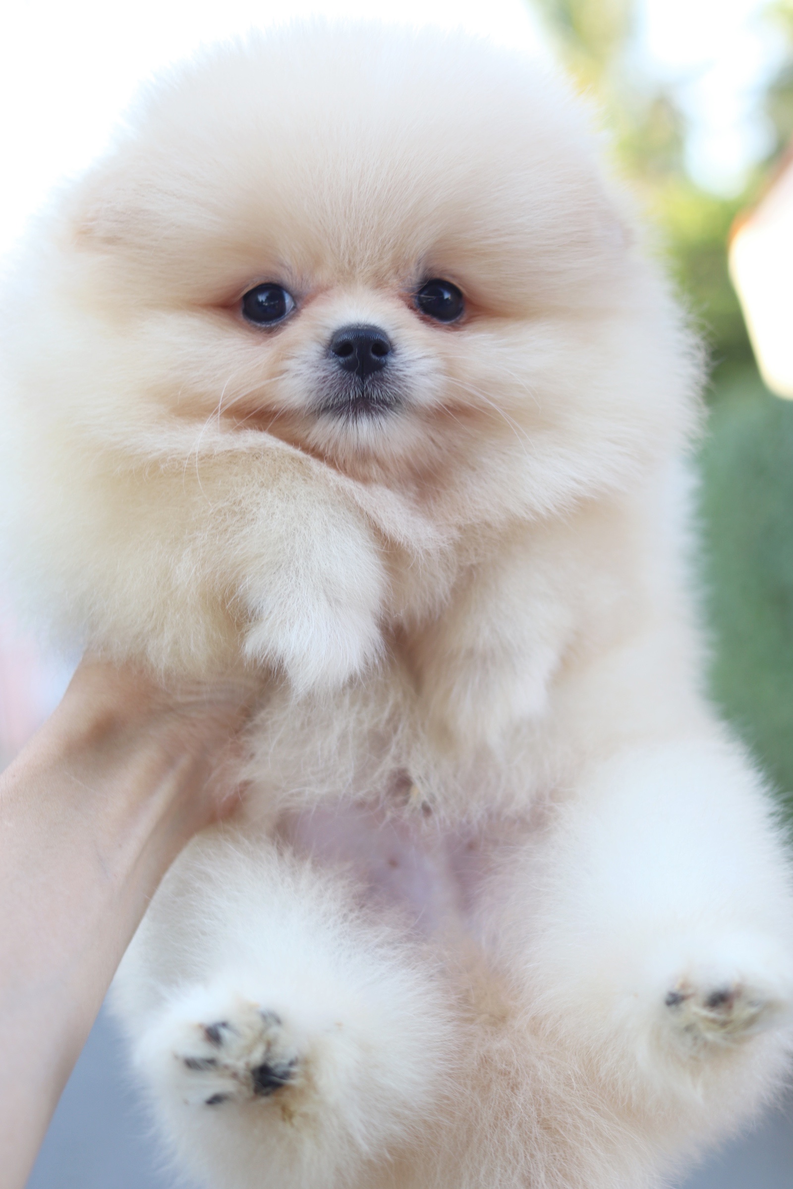 ปอมเมอเรเนียน เพศผู้ สีครีม