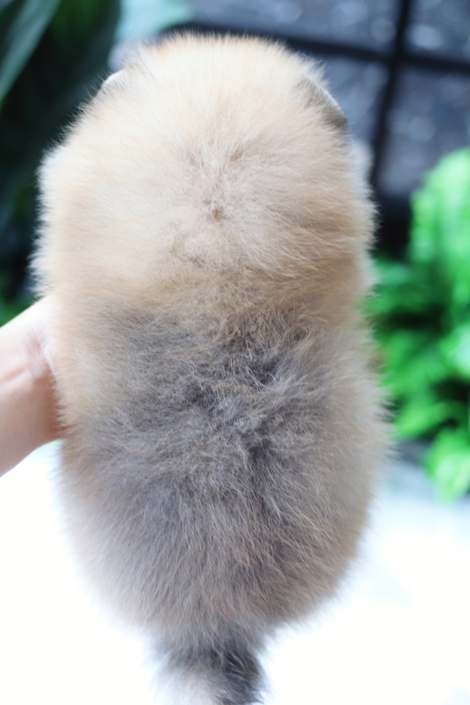 ปอมเมอเรเนียน เพศผู้สีส้ม