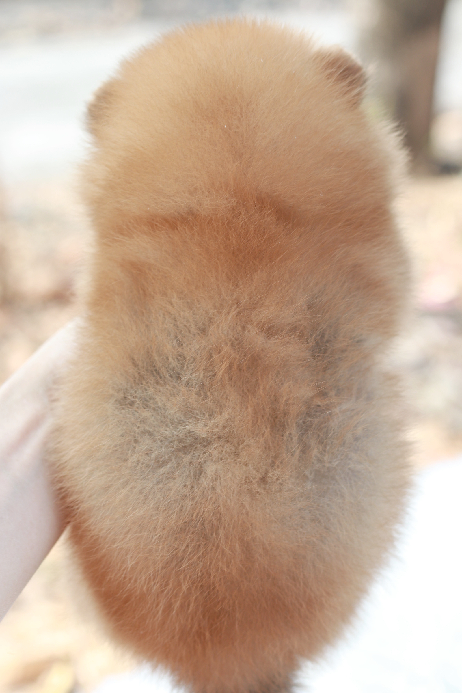 ปอมเมอเรเนียน เพศเมียสีส้ม