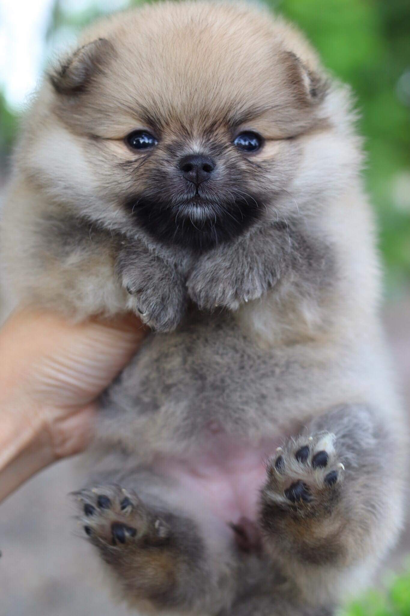 ปอมเมอเรเนียน เพศเมีย