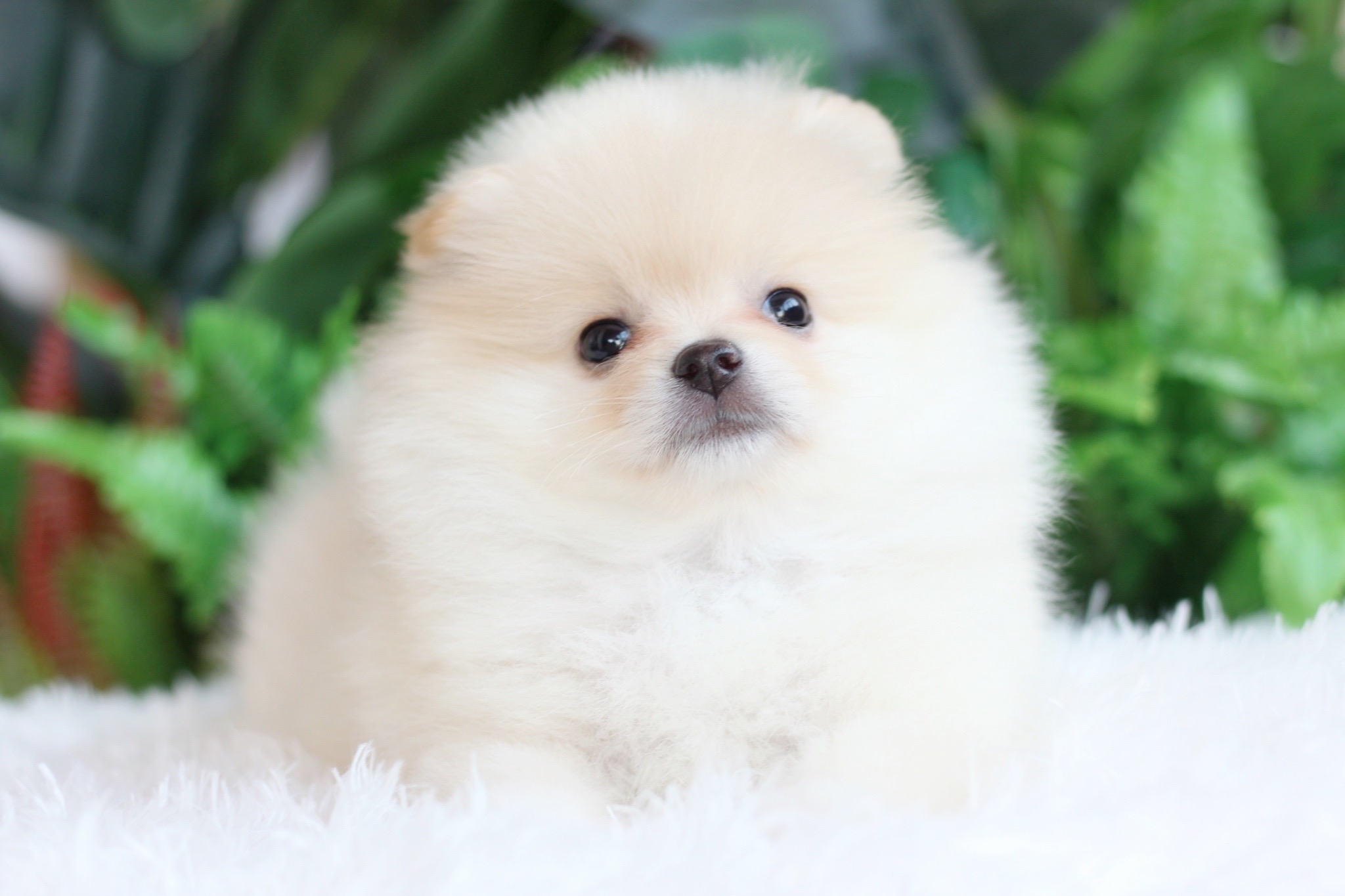 ปอมเมอเรเนียน เพศเมีย ขาวครีม