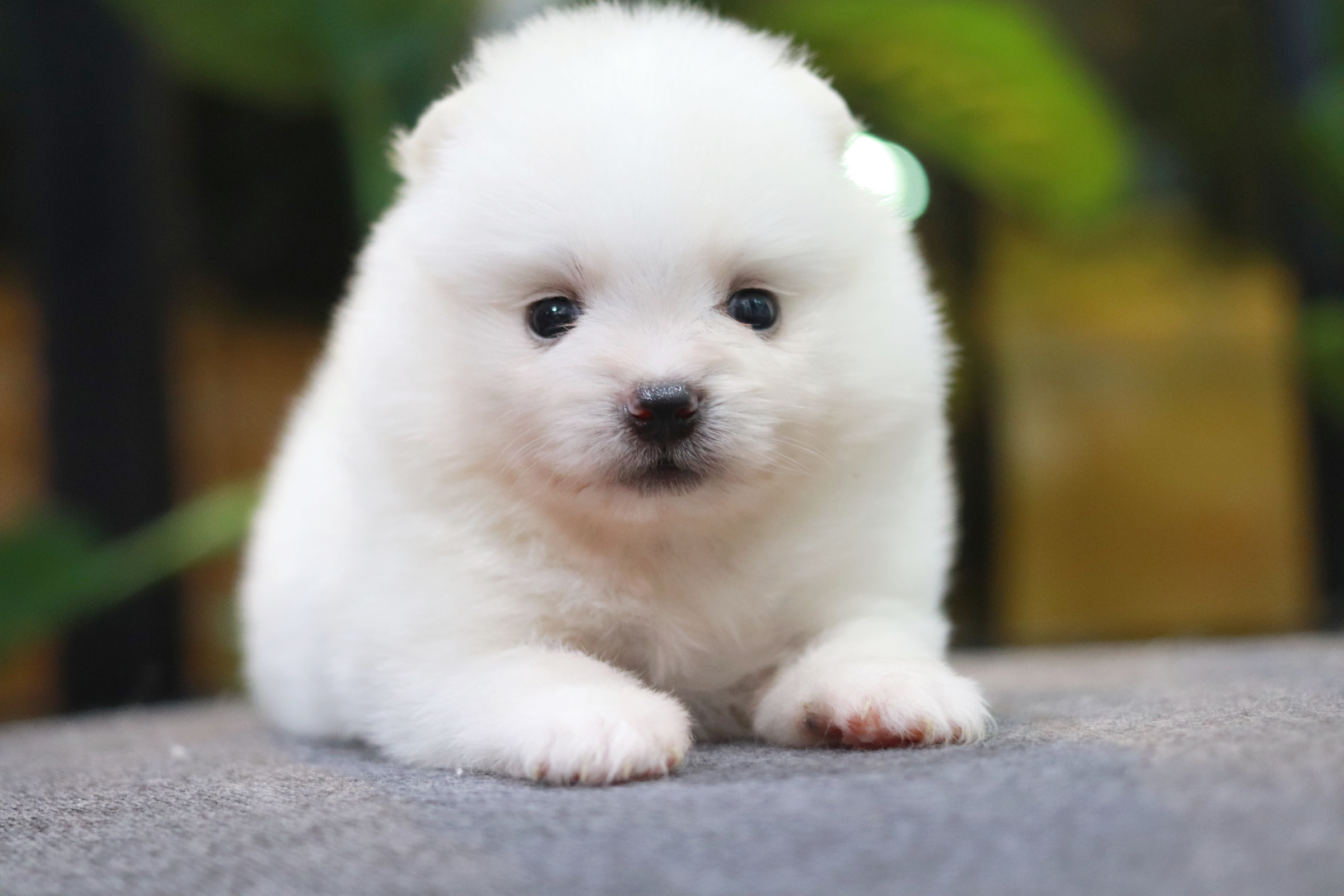 ปอมเมอเรเนียน เพศผู้ หน้าตุ๊กตา