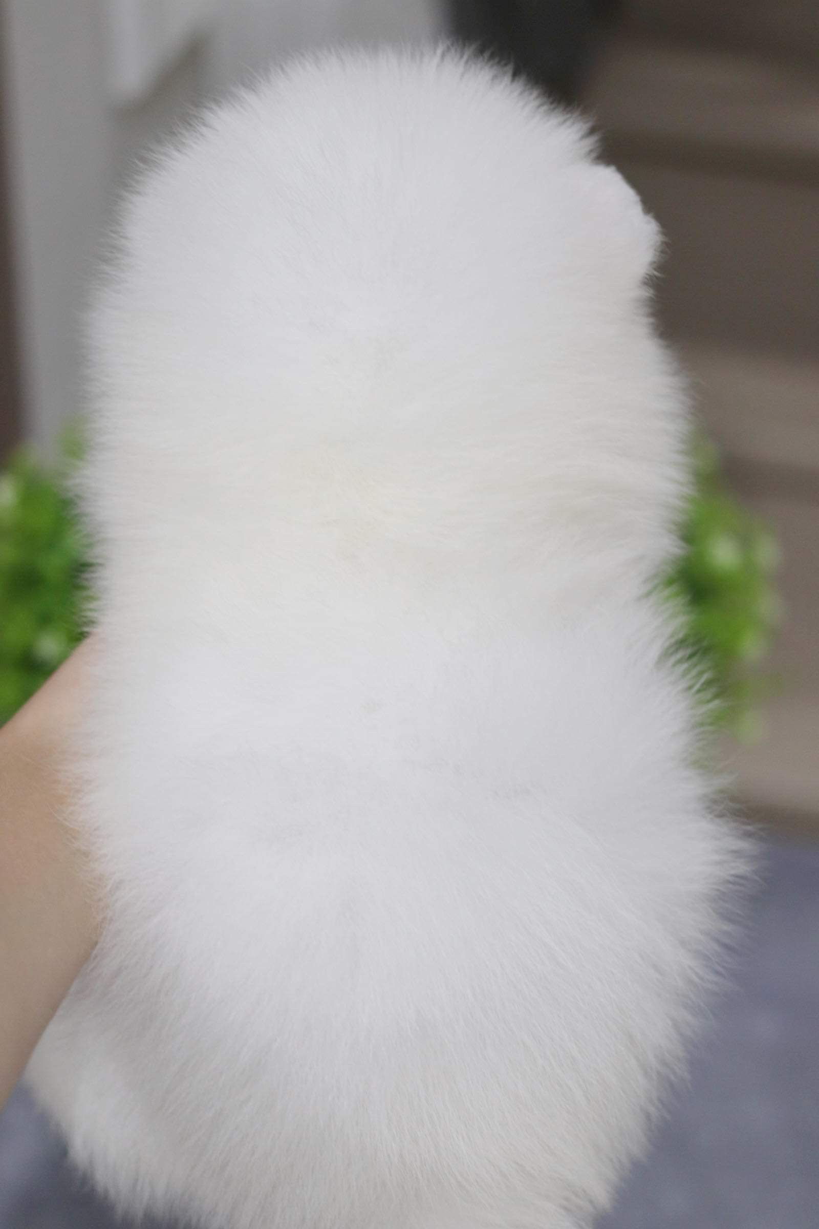 ปอมเมอเรเนียน เพศผู้