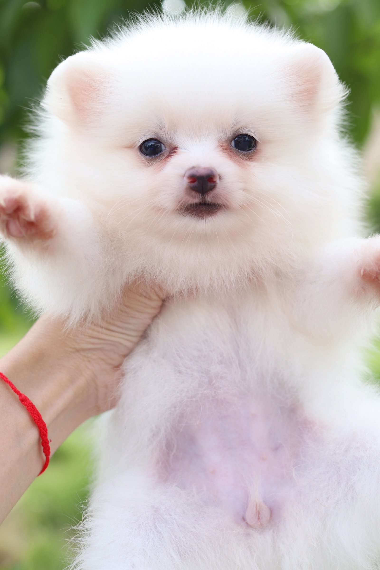 ปอมเมอเรเนียน เพศเมียสีขาวครีม