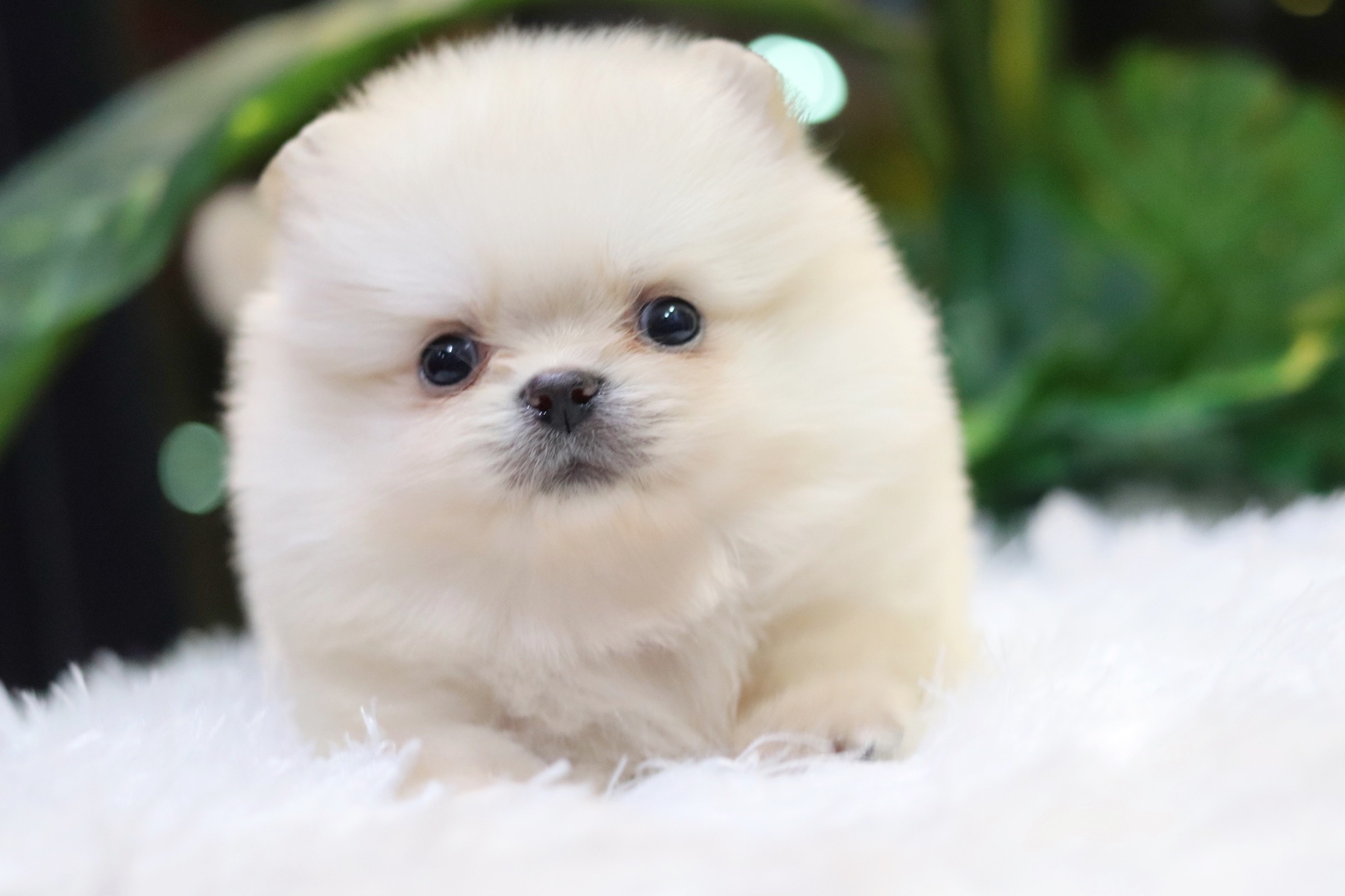 ปอมเมอเรเนียน เพศผู้ ขาวครีม