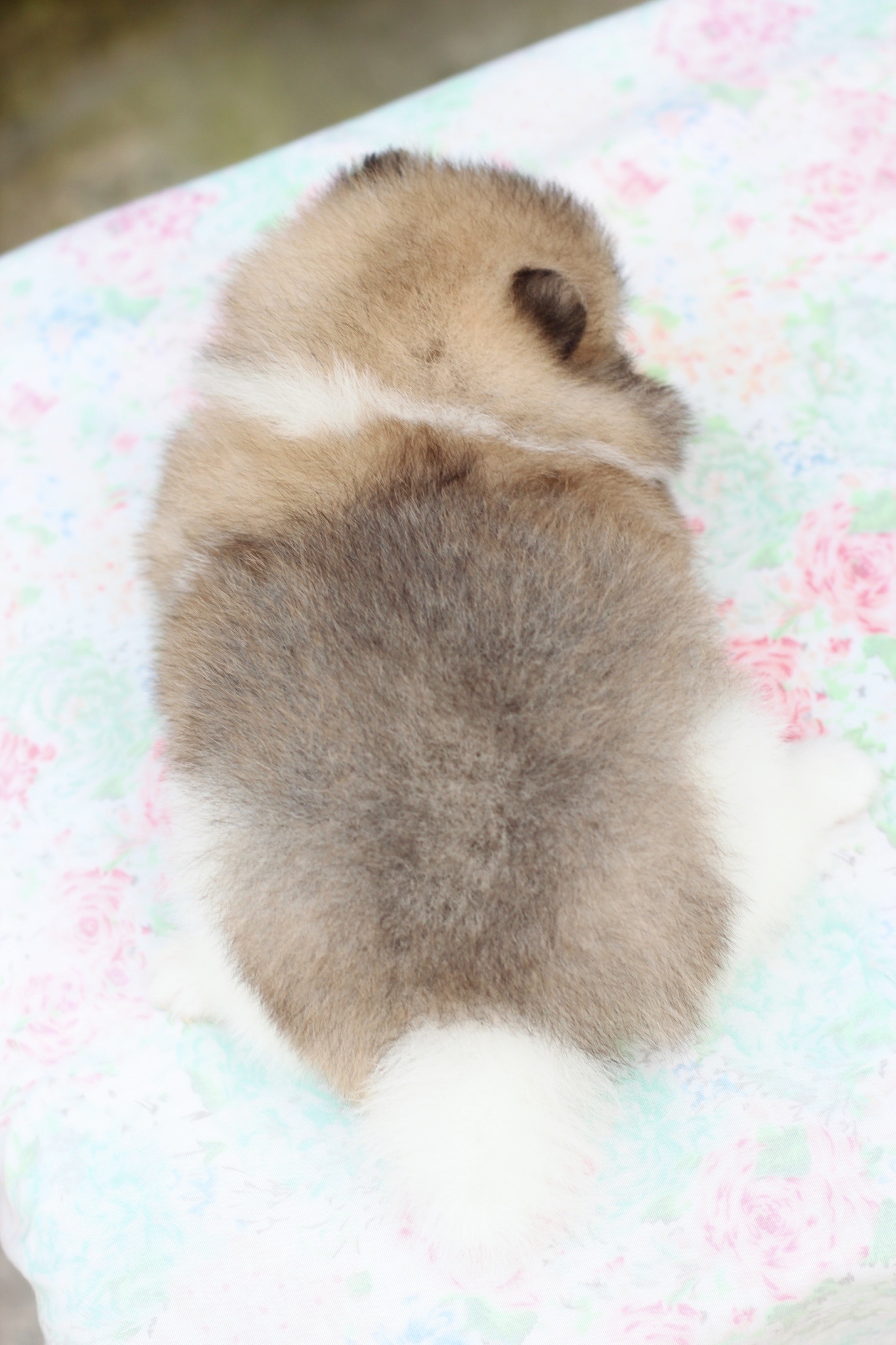 ปอมเมอเรเนียน เพศผู้ แฟนซี