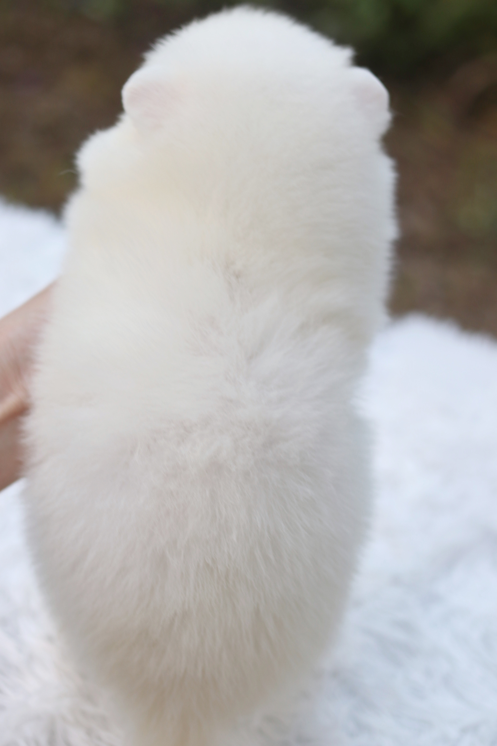 ปอมเมอเรเนียน เพศผู้ สีขาวครีม