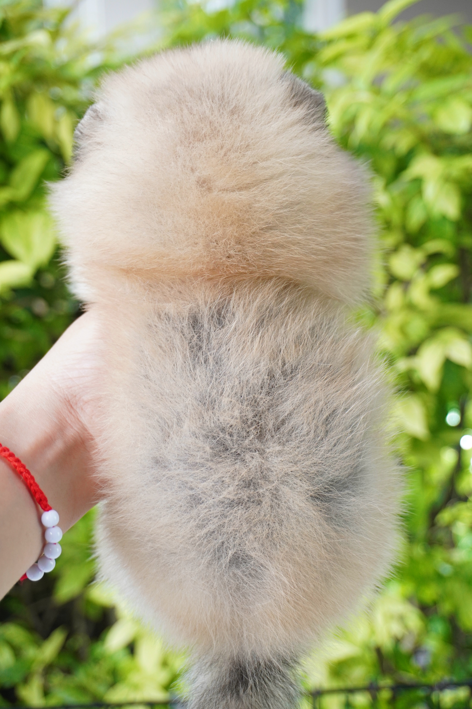 ปอมเมอเรเนียน เพศผู้สีส้ม