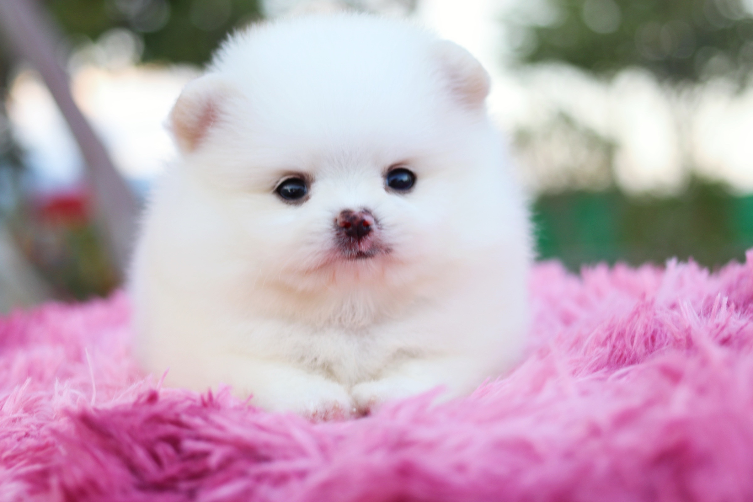 ปอมเมอเรเนียน เพศผู้ ขาวครีม