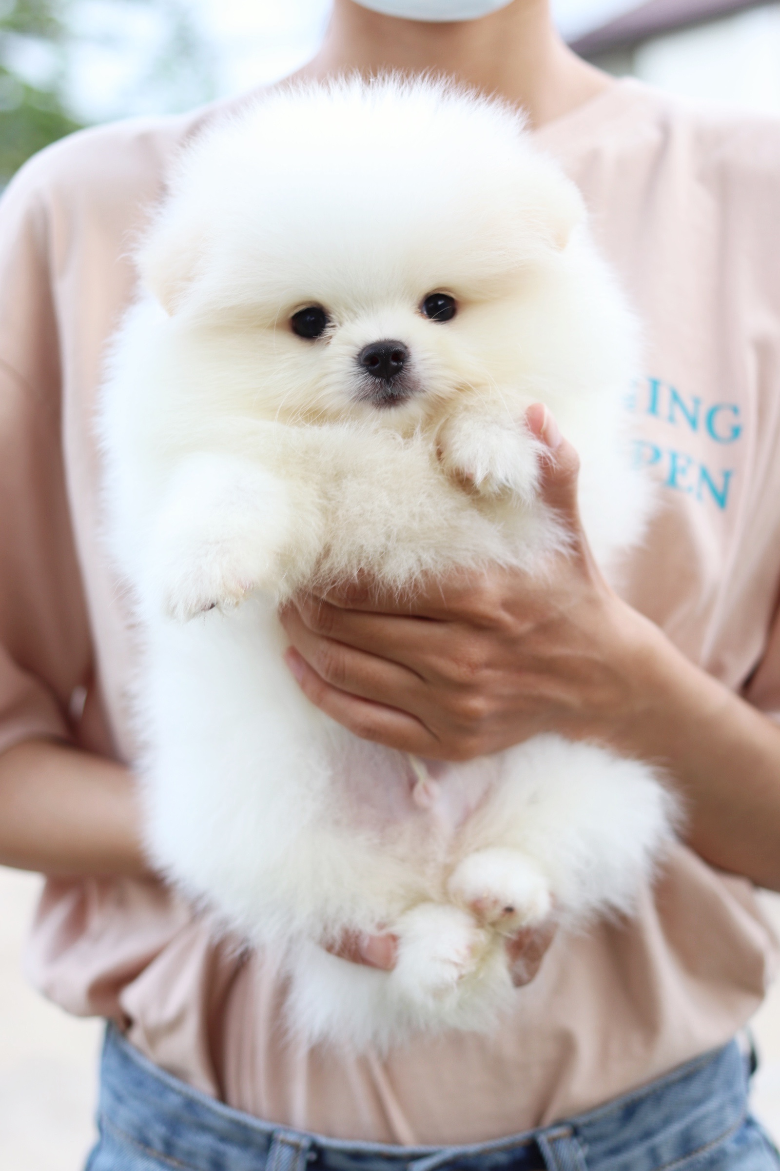 ปอมเมอเรเนียน เพศผู้ เกรดโชว์ สีขาวครีม