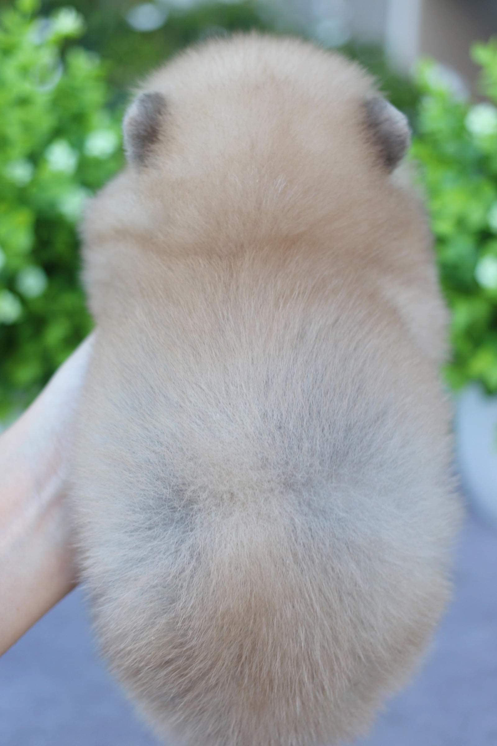 ปอมเมอเรเนียน เพศผู้