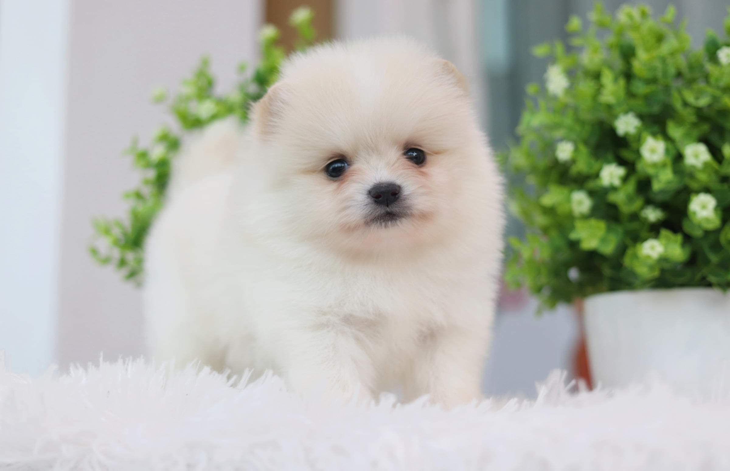 ปอมเมอเรเนียน เพศเมีย