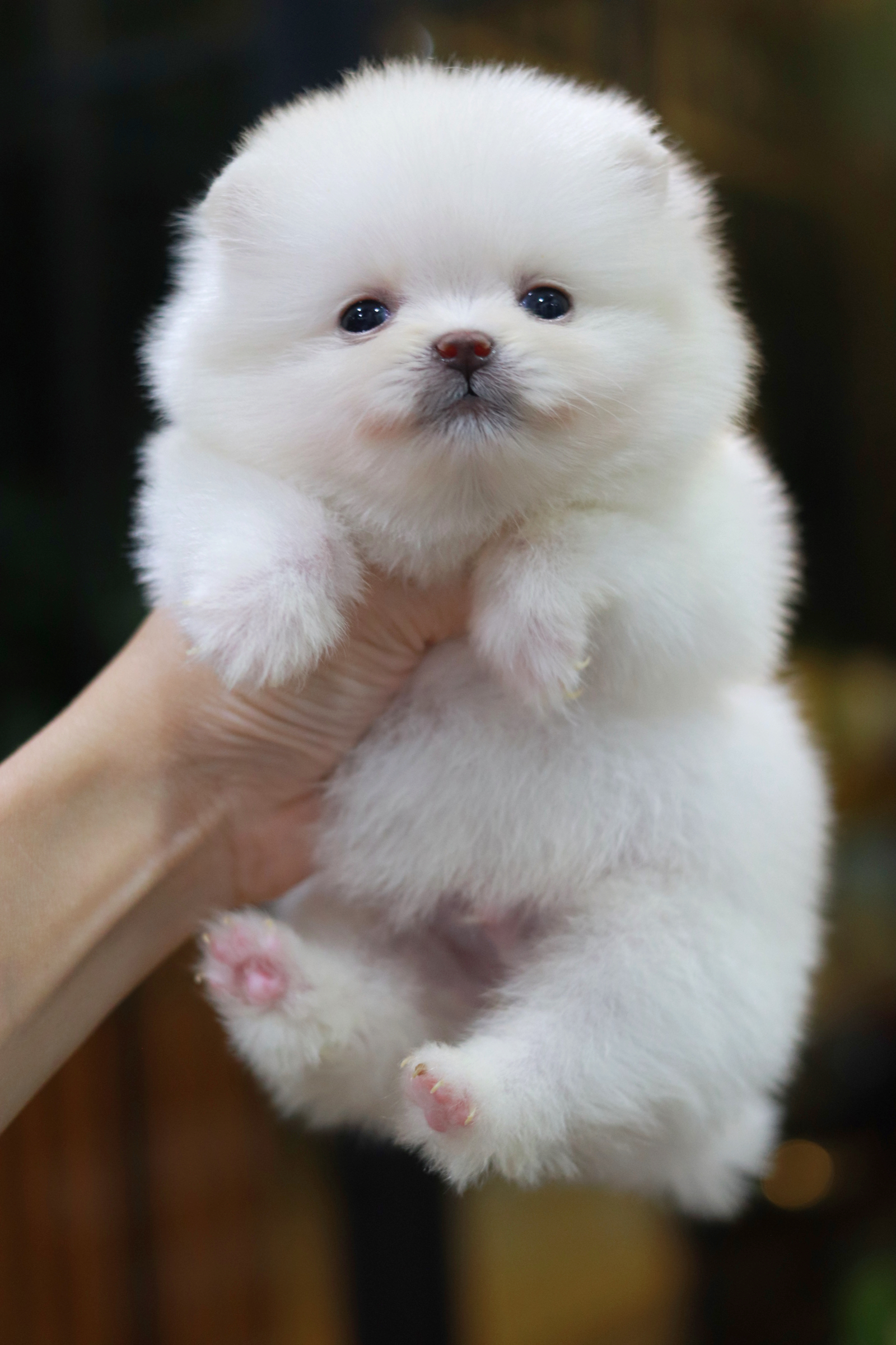 ปอมเมอเรเนียน เพศผู้ สีขาว