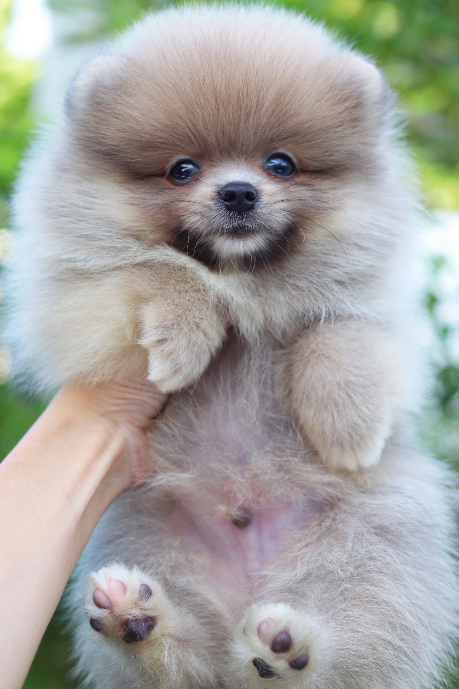 ปอมเมอเรเนียน เพศผู้ สีโอวัลติน