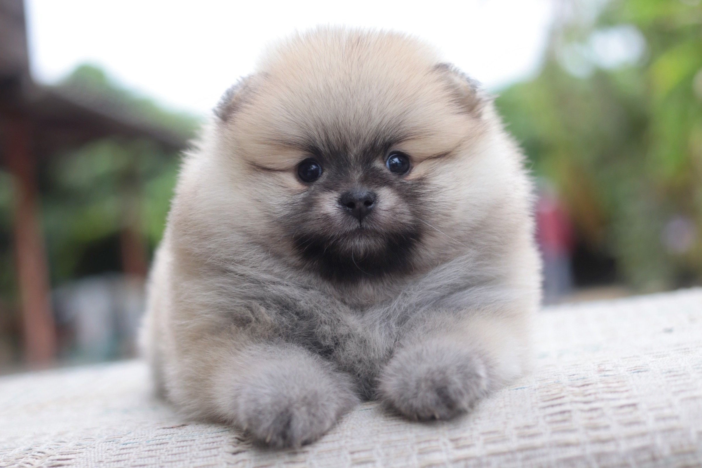 ปอมเมอเรเนียน เพศเมีย สีส้ม