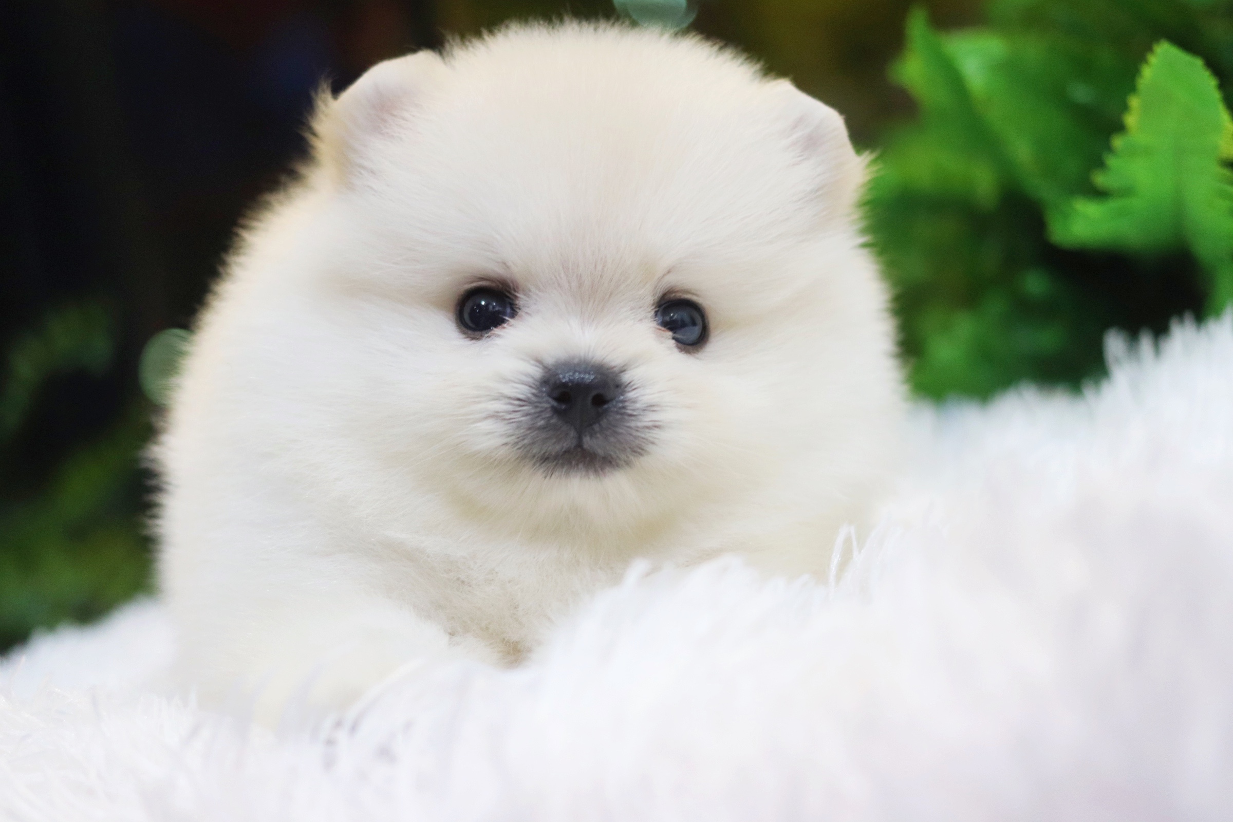 ปอมเมอเรเนียน เพศผู้ สีขาวครีม