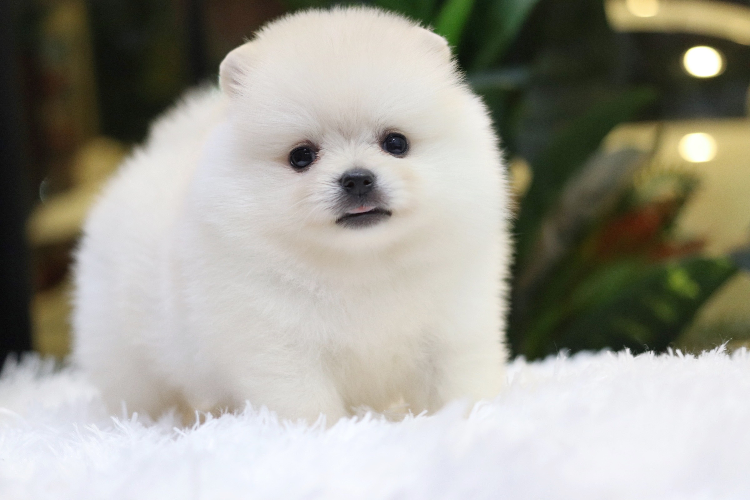 ปอมเมอเรเนียน เพศเมียสีขาวครีม