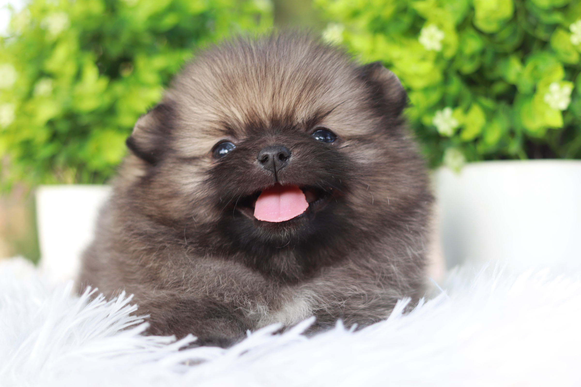 ปอมเมอเรเนียน เพศผู้ส้ม