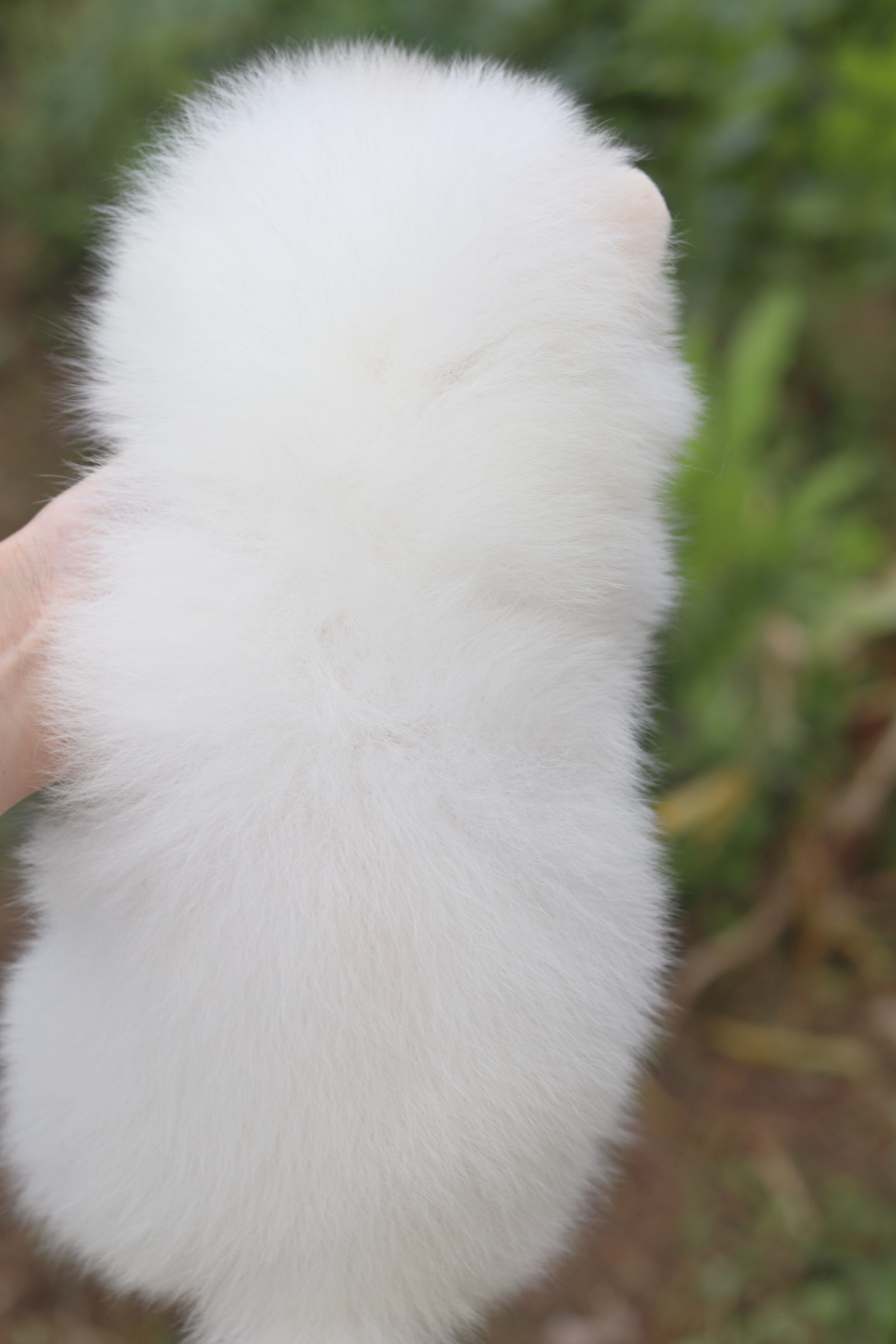 ปอมเมอเรเนียน เพศผู้ สีขาว