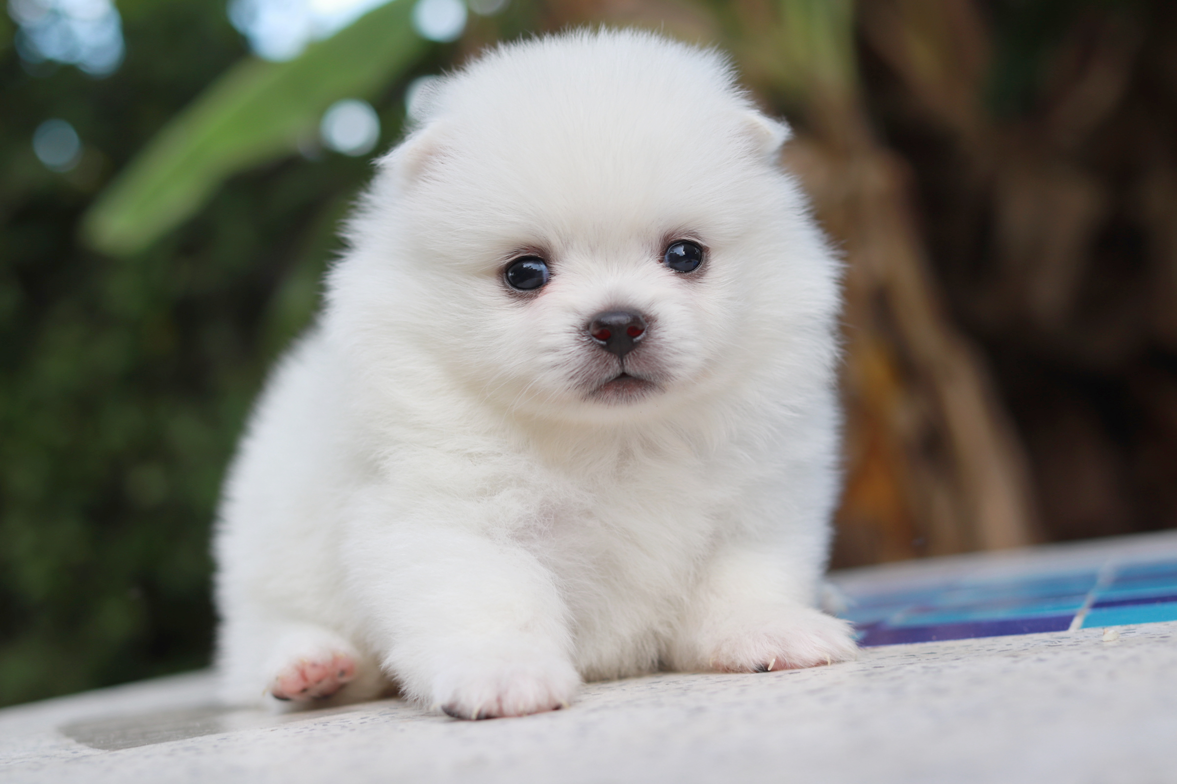 ปอมเมอเรเนียน เพศผู้ หน้าฟ็อก ไซส์ปกติสีขาว