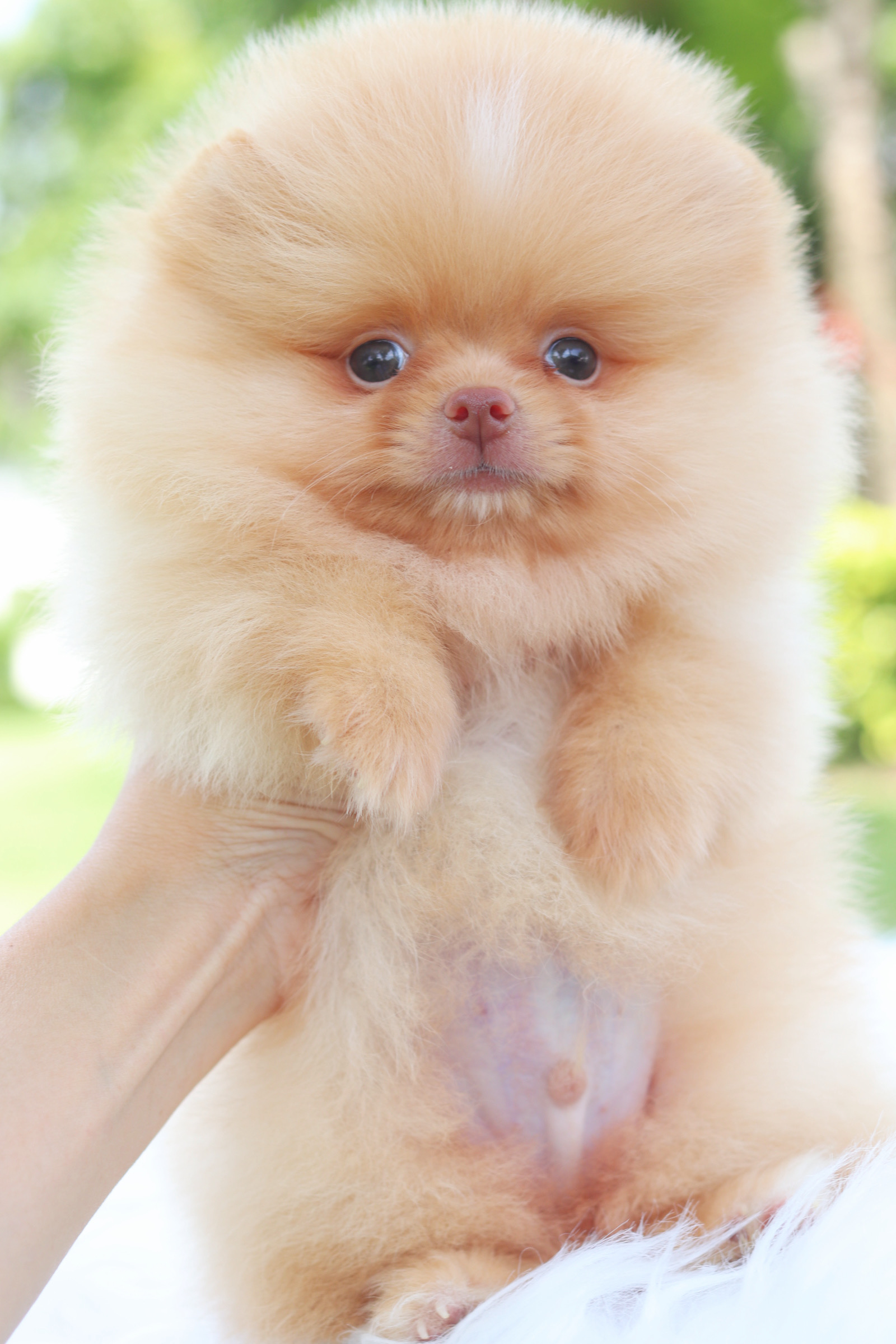 ปอมเมอเรเนียน เพศเมีย สีครีมเกรดโชว์