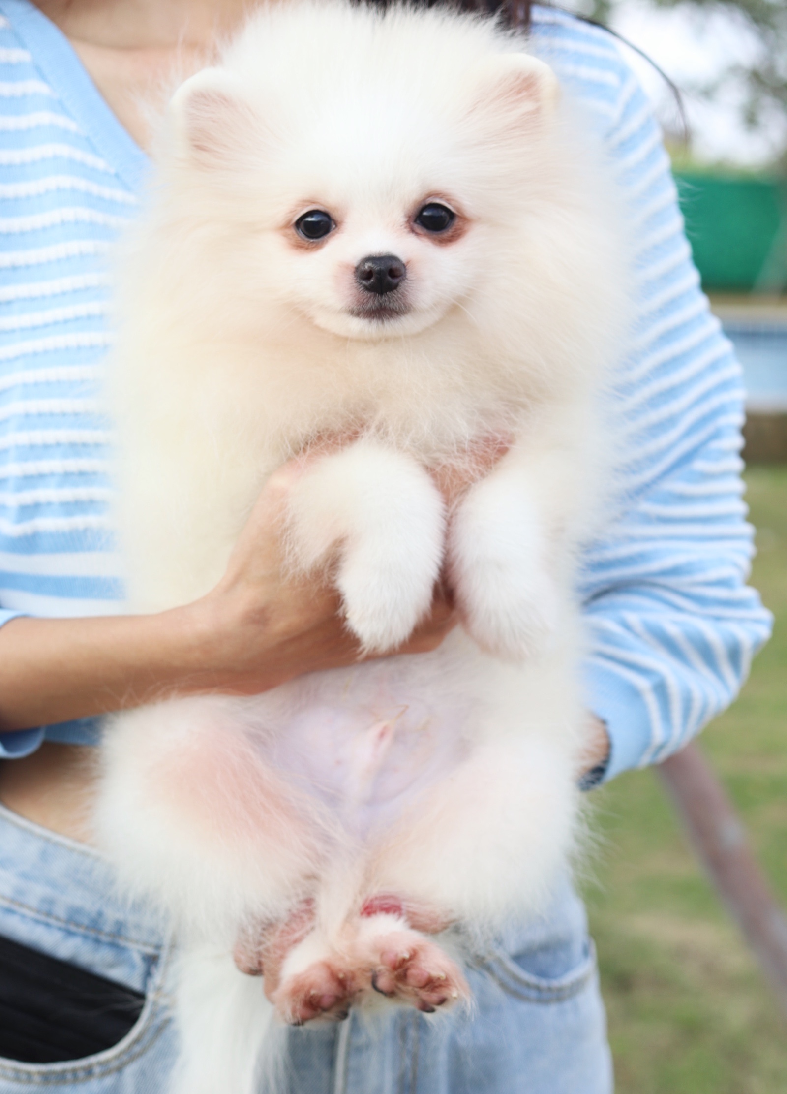 ปอมเมอเรเนียน เพศผู้ สีขาวครีม สองเดือนครึ่ง