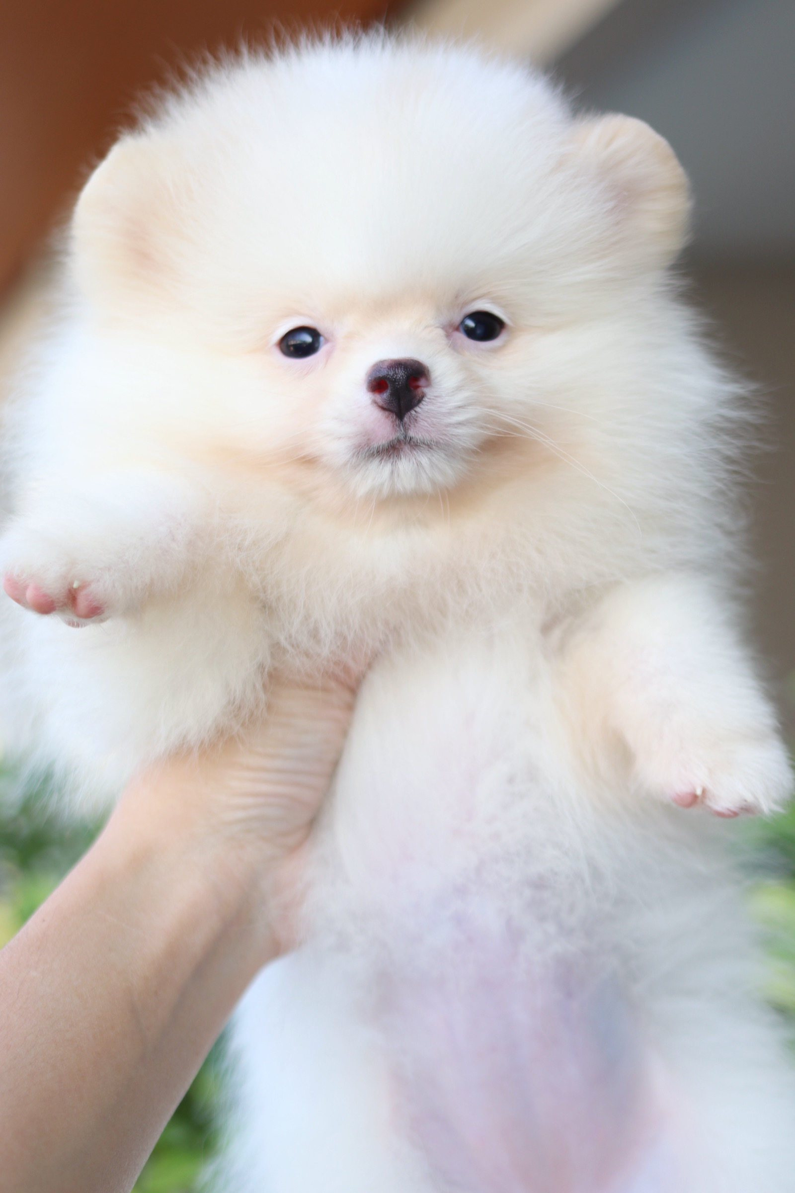 ปอมเมอเรเนียน เพศเมีย สีขาวครีม