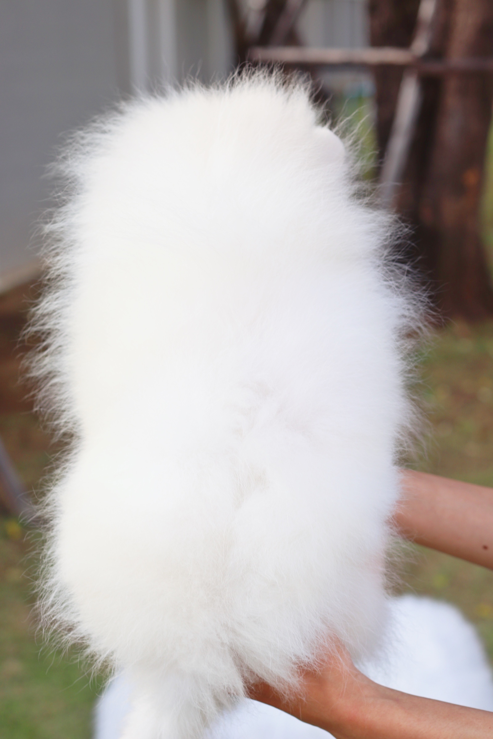 ปอมเมอเรเนียน เพศผู้ สีขาวครีม สองเดือนครึ่ง