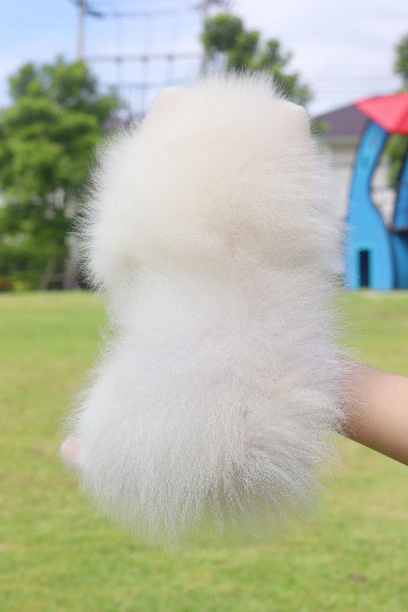 ปอมเมอเรเนียน เพศผู้สีขาวครีม