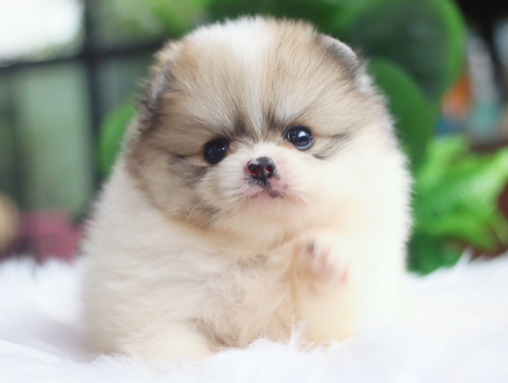 ปอมเมอเรเนียน เพศเมียสีแฟนซี